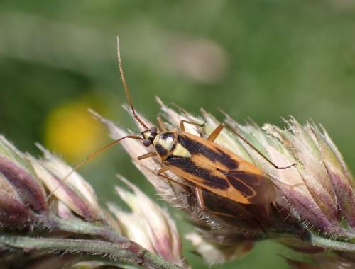 Stenotus binotatus